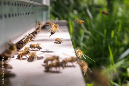 Abeilles à l'entrée d'une ruche durant la miellée d'acacia © Eric