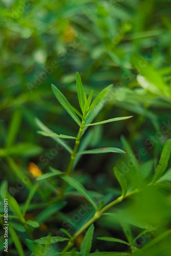 Fresh green leaf background , green leaves