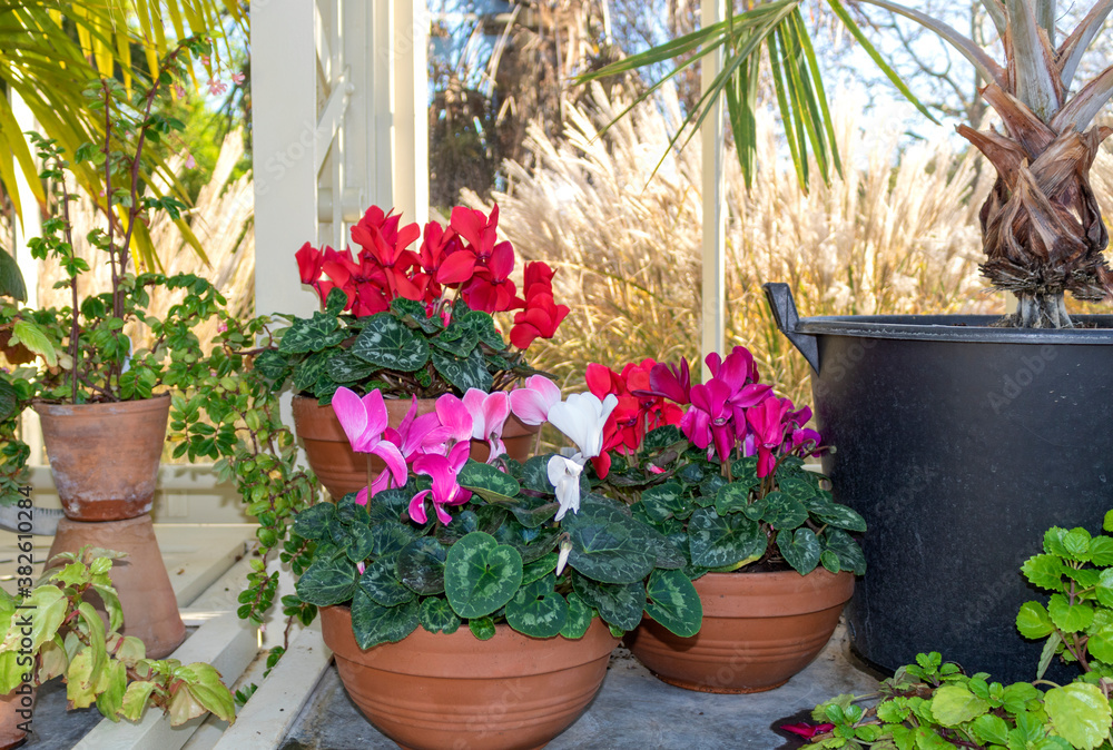 Pink, red and white cyclamen in a flower pot