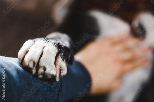 Caring Staffordshire bull terrier bully breed dog lovingly places his white paw on human's arm while receiving a belly rub