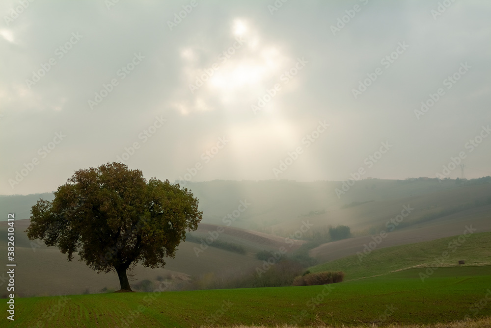 Large and solitary oak tree illuminated by sunlight Large and solitary oak tree illuminated by sunlight