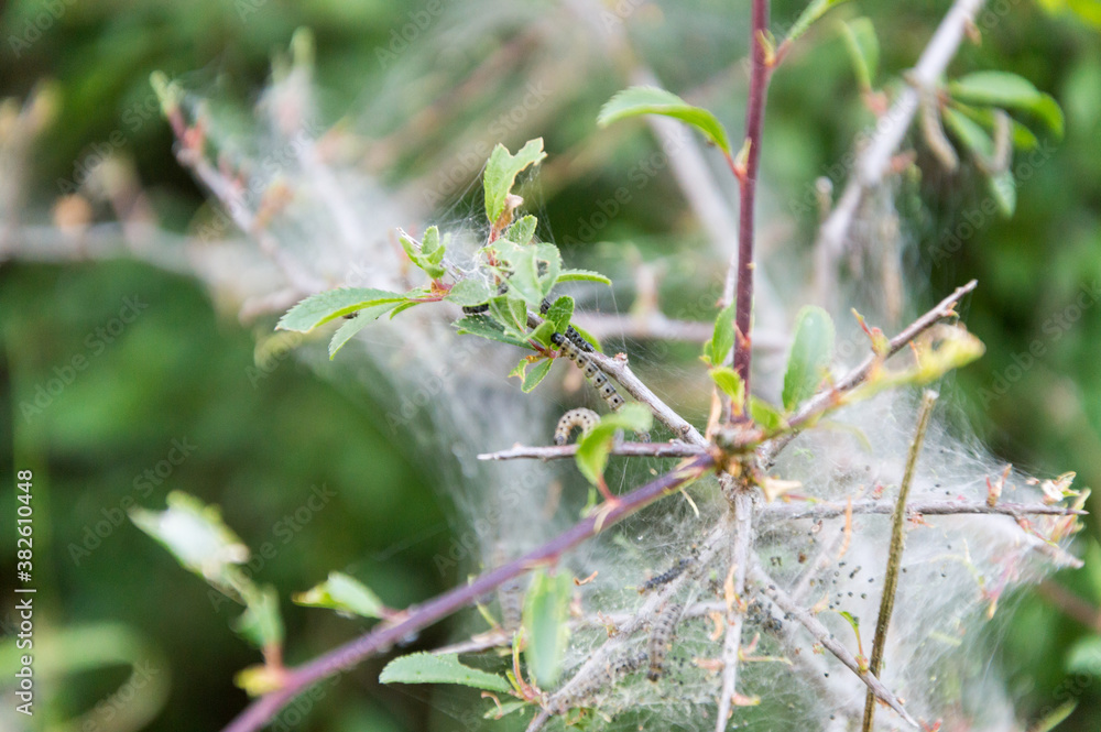 net of apple ermine in blackthorn