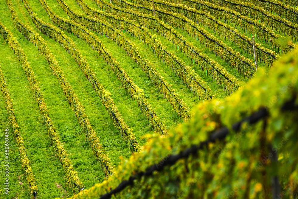 Fototapeta premium Styrian Tuscany Vineyard in autumn near Gamliz.