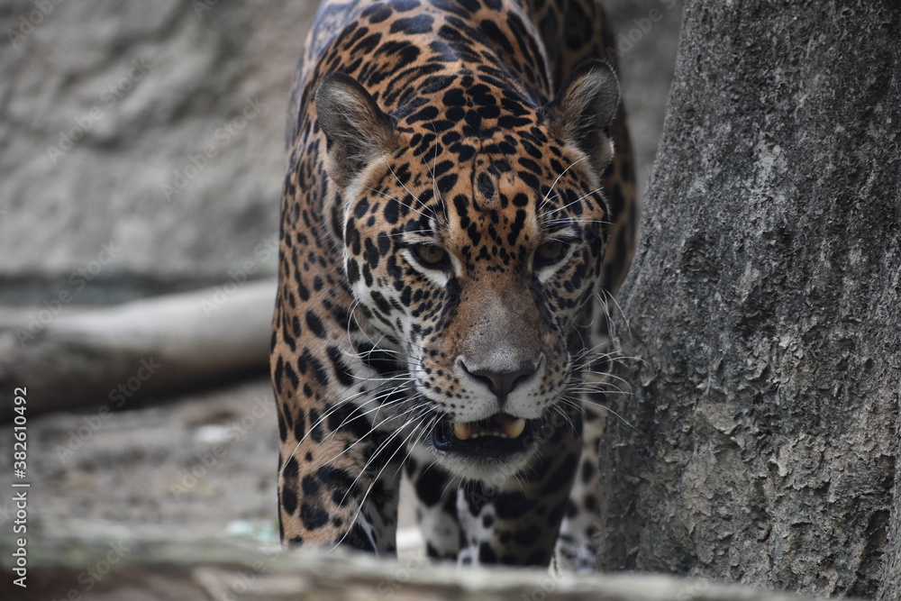 Obraz premium ジャガー