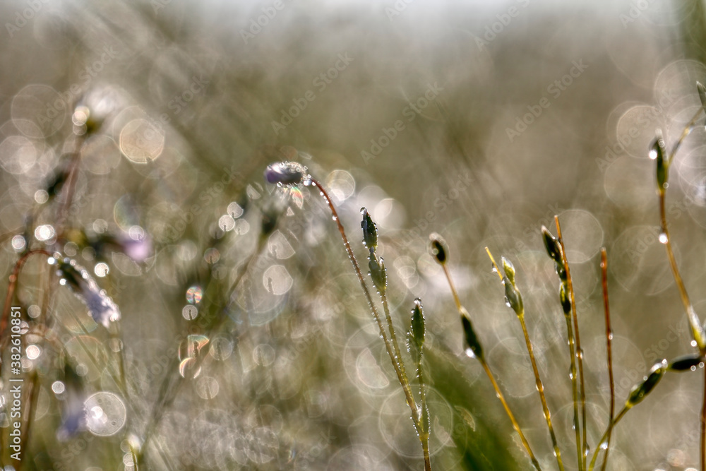 Fototapeta premium Closeup of morning dew drops on the green grass