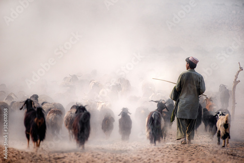 herder with herd of sheep , flock of sheep with shepherd in dust  from Baluchistan photo