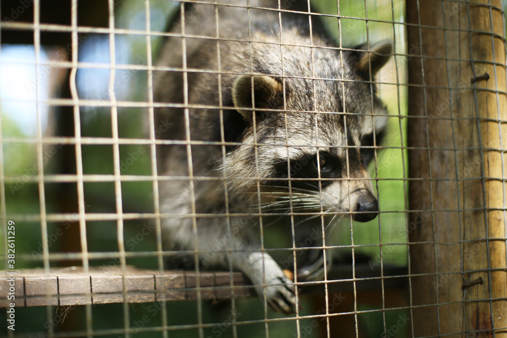 Portrait of endangered species, caged young raccoon in a zoo. Animal ...