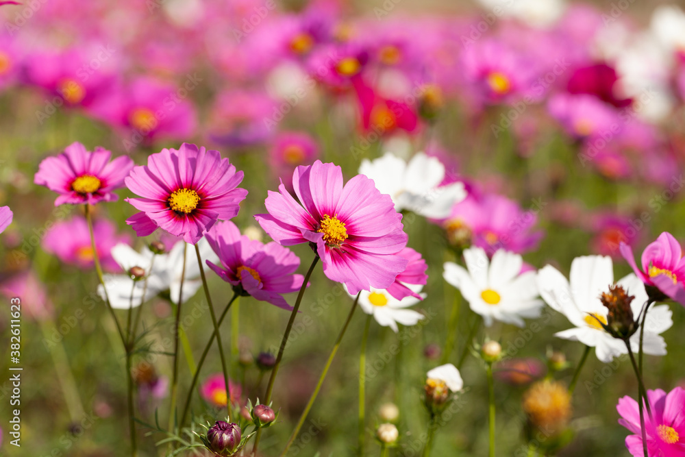 cosmos flower