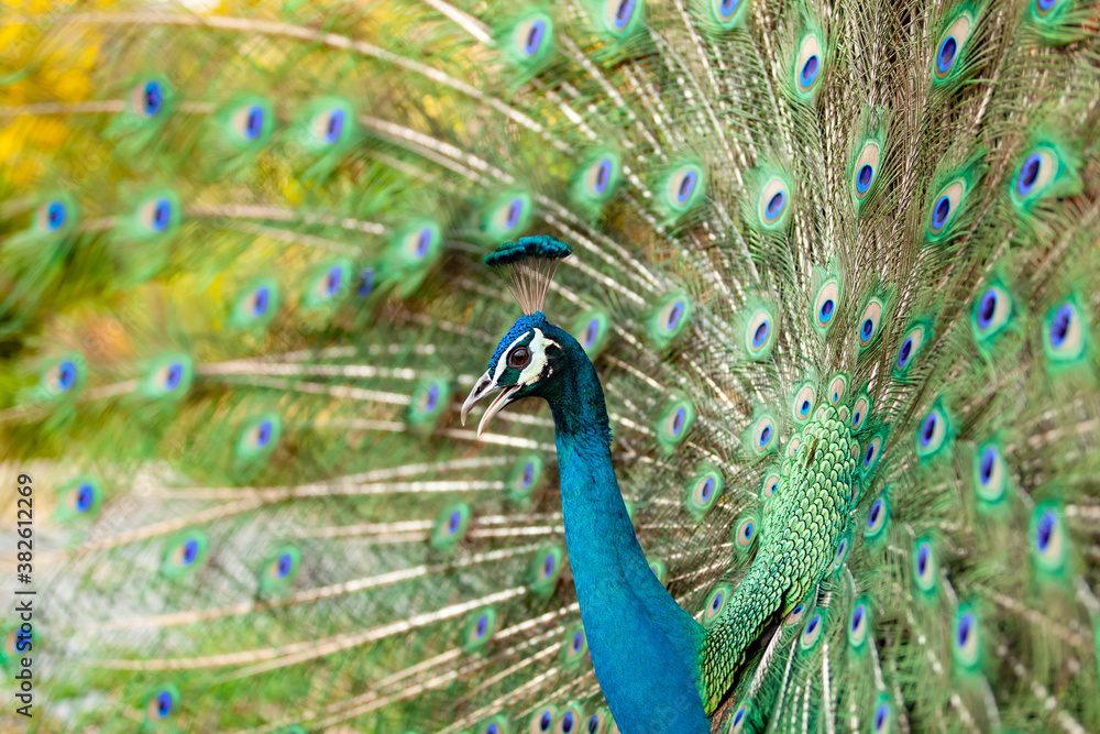 Obraz premium peacock