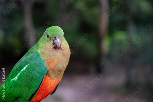 Female Australian King Parrot, Alisterus scapularis, perched on a fence post, Kennett River, Victoria, Australia