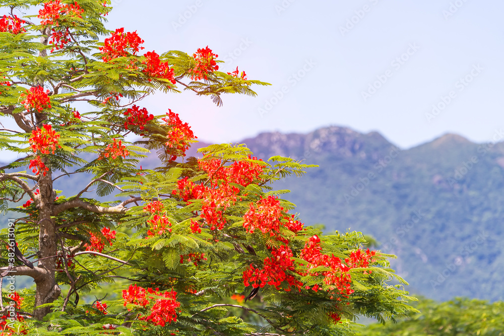Peacock flowers on tree with sky background