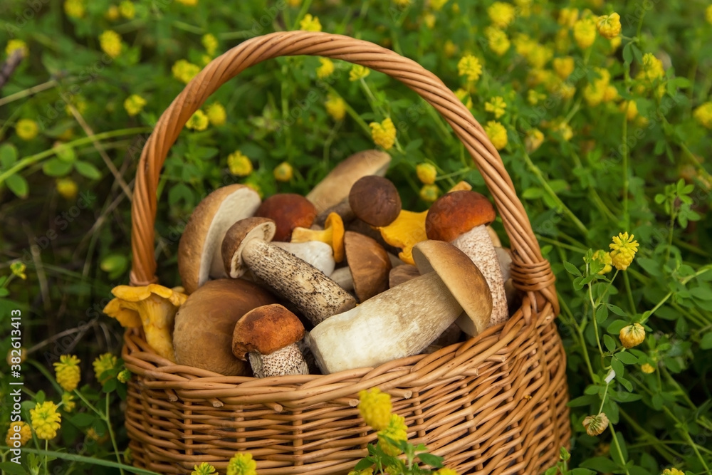 Freshly harvested edible porcini mushrooms in wicker basket in forest closeup Freshly harvested edible porcini mushrooms in wicker basket in forest closeup
