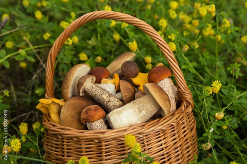 Freshly harvested edible porcini mushrooms in wicker basket in forest closeup