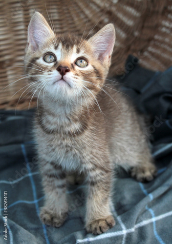 Touching little grey kitten, british cat feline young