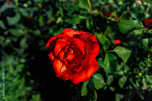 Flower, red rose bud against green