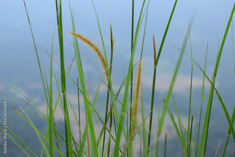 grass with flowers