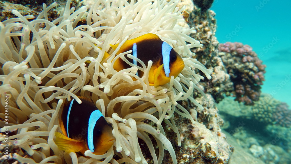 Clown fish amphiprion (Amphiprioninae). Red sea clown fish. Clown fish amphiprion (Amphiprioninae). Red sea clown fish.