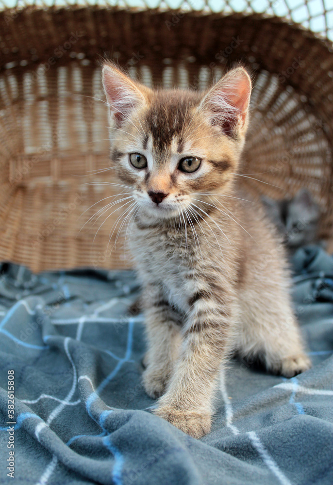 Touching little grey kitten, british cat feline young Touching little grey kitten, british cat feline young