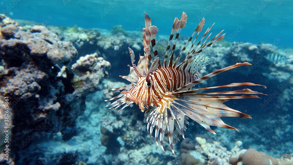 Lion Fish in the Red Sea. Lion Fish in the Red Sea.