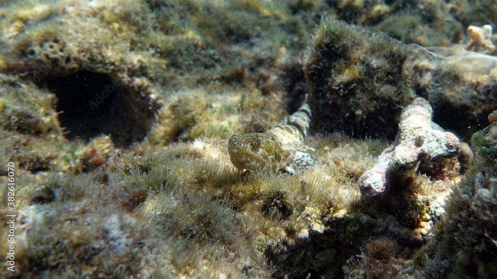 Beautiful fish on the Red Sea reef.
Beautiful fish on the Red Sea reef.