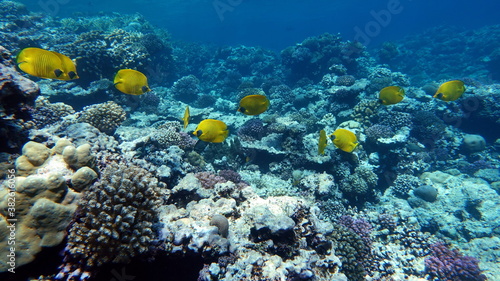 Masked butterflyfish. Fish - a type of bone fish Osteichthyes. Butterfly fish Chaetodontidae. Masked butterfly fish.