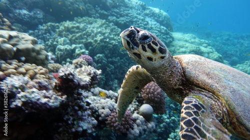 Sea turtles . Great Reef Turtle .Bissa.  