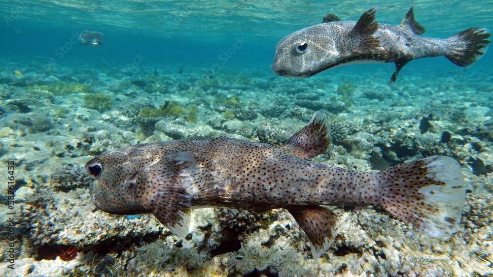 Fototapeta premium Fish-hedgehogs. Long-spiked hedgehog fish - grows up to 92 cm, feeds on sea urchins and crabs, hunts mainly at night.