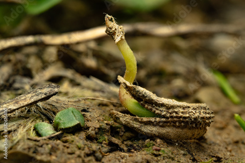 Keimender Blumensamen