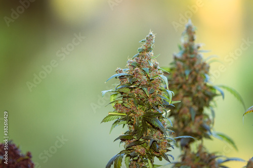 Cannabis flowers and seeds that are ready to harvest Modern medical marijuana concept  world marijuana day