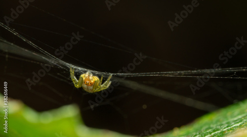 Kürbisspinne im Netz (Makro) photo