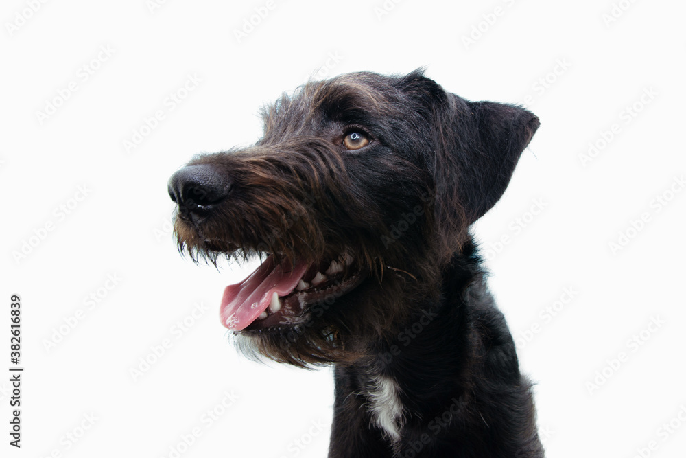 Profile furry puppy dog showing its teeth. side view isolated on white background. Profile furry puppy dog showing its teeth. side view isolated on white background.