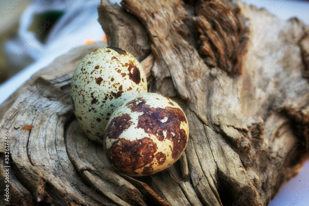 Quail Eggs on Wood Quail Eggs on Wood