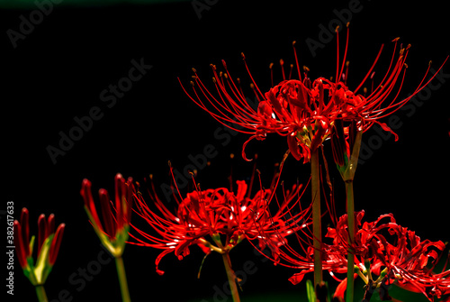 ブラックな雰囲気の秋の彼岸花