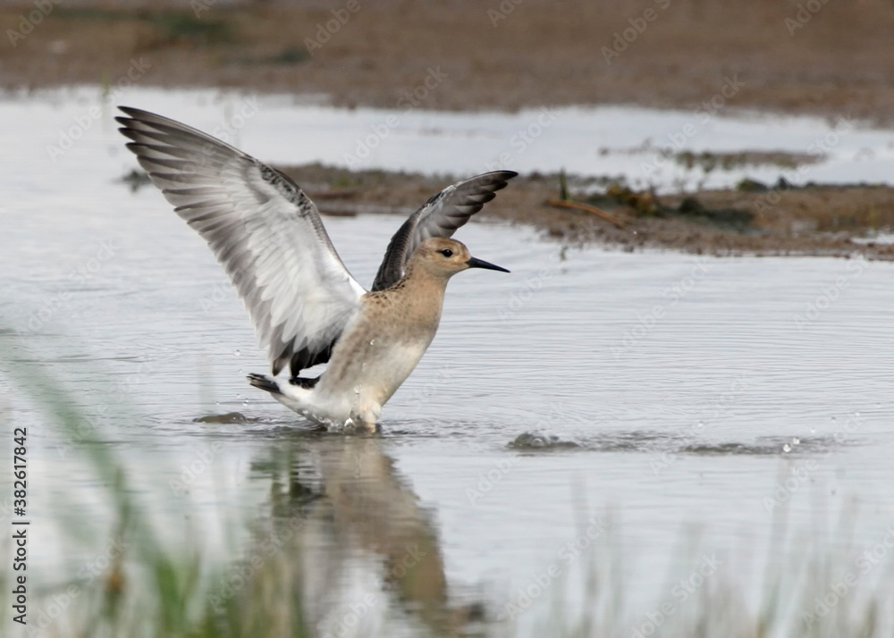 Young ruff runs in footsteps of an opponent Young ruff runs in footsteps of an opponent