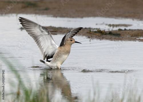 Young ruff runs in footsteps of an opponent