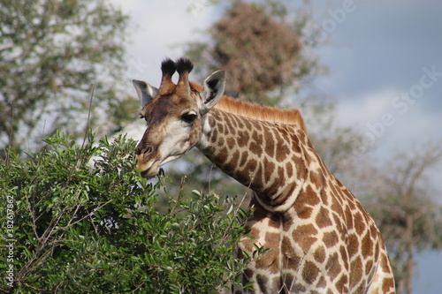 Photo taken in Kruger National Park