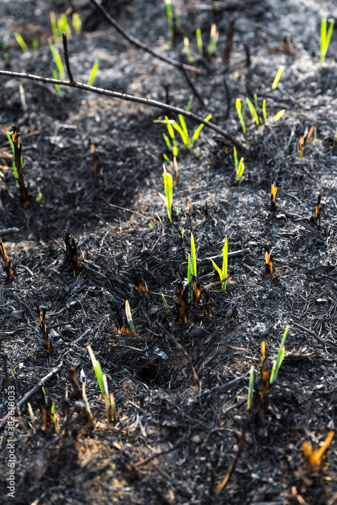 Green young grasses grow from ash-covered burnt soil. Green young grasses grow from ash-covered burnt soil.
