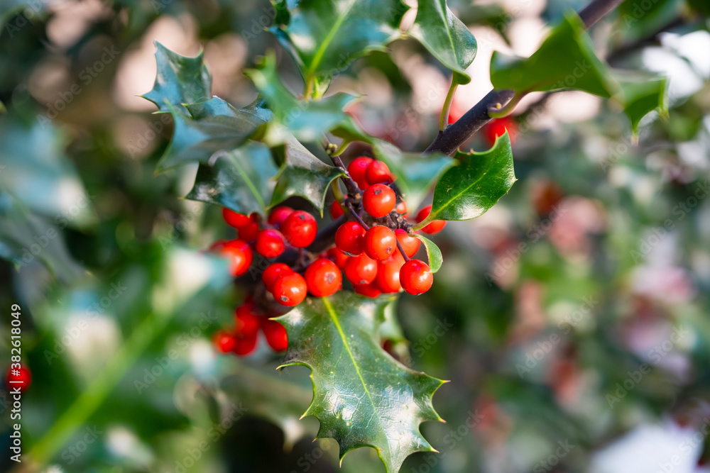 Photo of the green bush European Holly with red berries and thorny spiky leaves Photo of the green bush European Holly with red berries and thorny spiky leaves