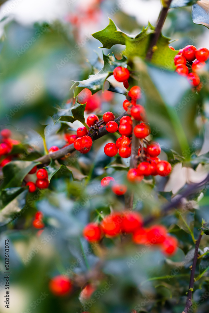 Photo of the green bush European Holly with red berries and thorny spiky leaves