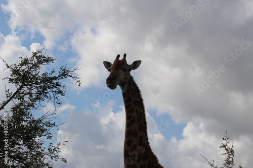 Photography Photo taken in Kruger National Park