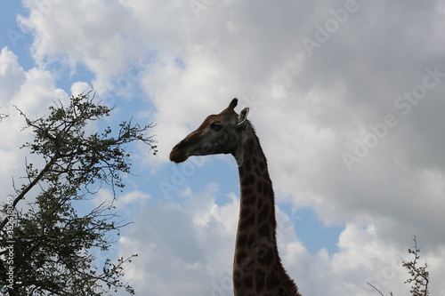 Canvas Print Photo taken in Kruger National Park