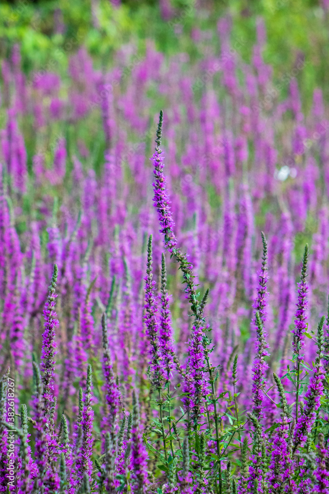 Obraz premium field of lavender purple flowers 