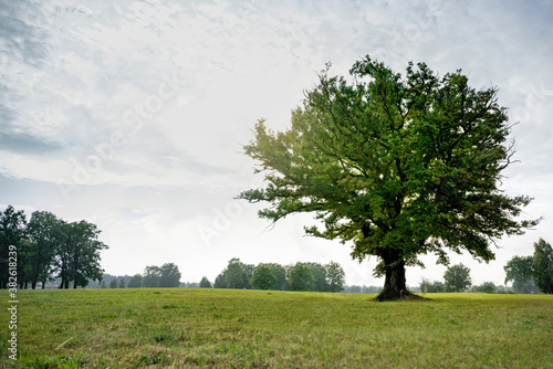 A single magnificent oak tree stands on a green meadow in the sunlight of late summer.