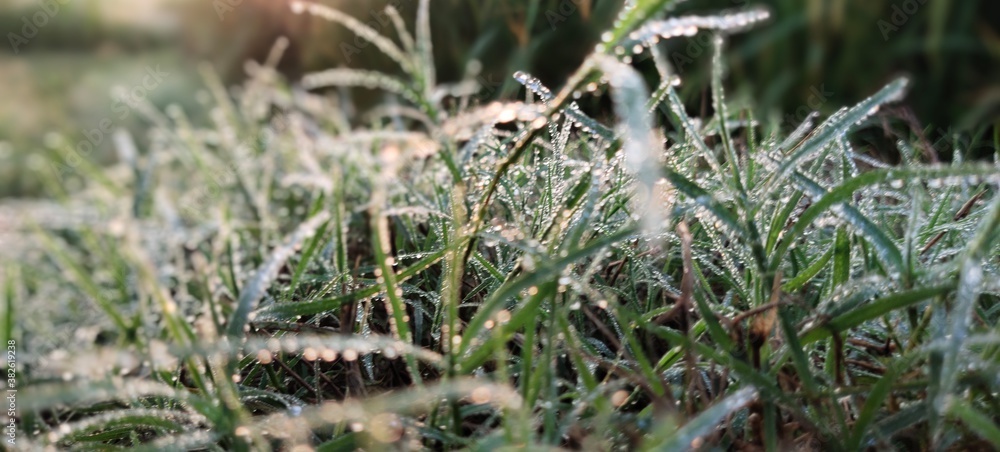 HD Image Natural Grass HD Image Natural Grass