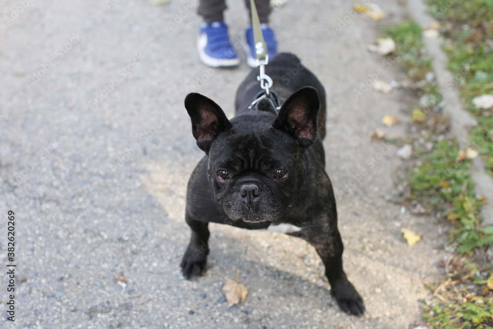 Black french bulldog walking with his owner in the park
