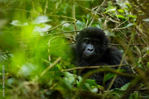 Portrait of a mountain gorilla (Gorilla beringei beringei), Bwindi Impenetrable Forest National Park, Uganda. © Gunter