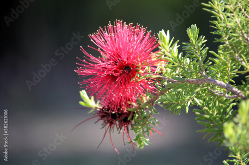 Scarlet Kunzea (Kunzea baxteri) inflorescence, South Australia photo