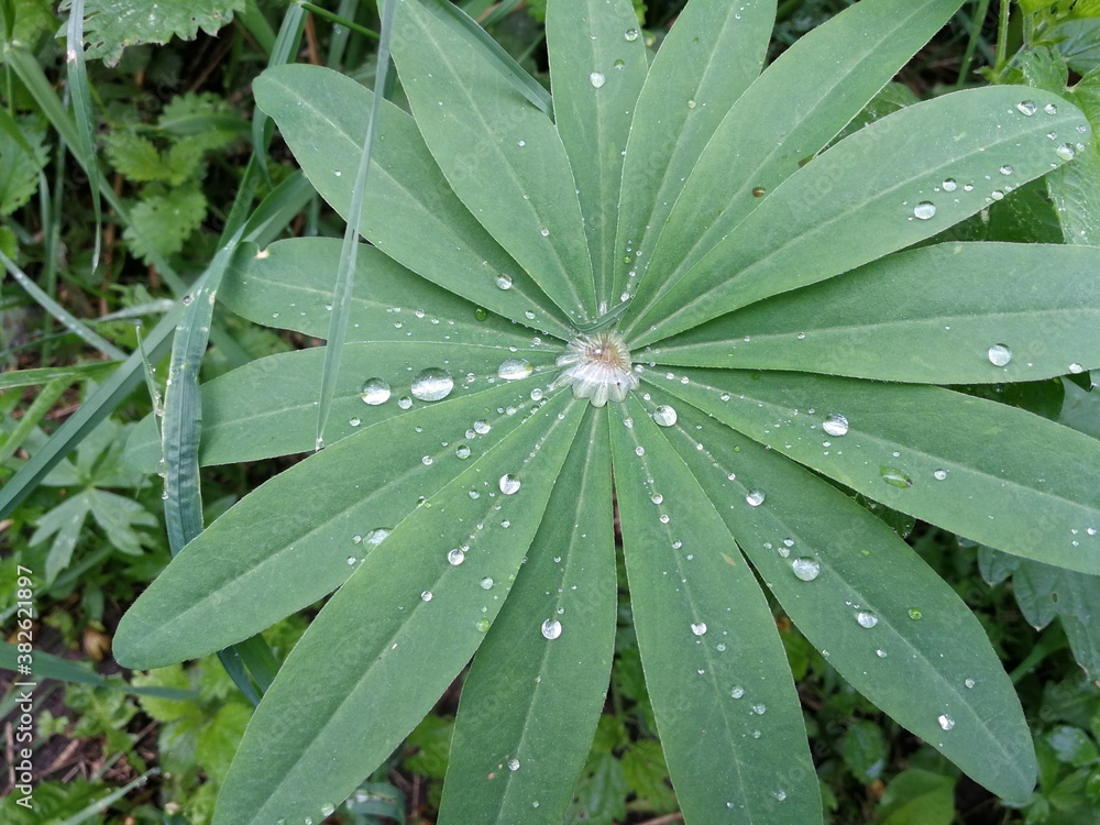 dew on grass leaves dew on grass leaves