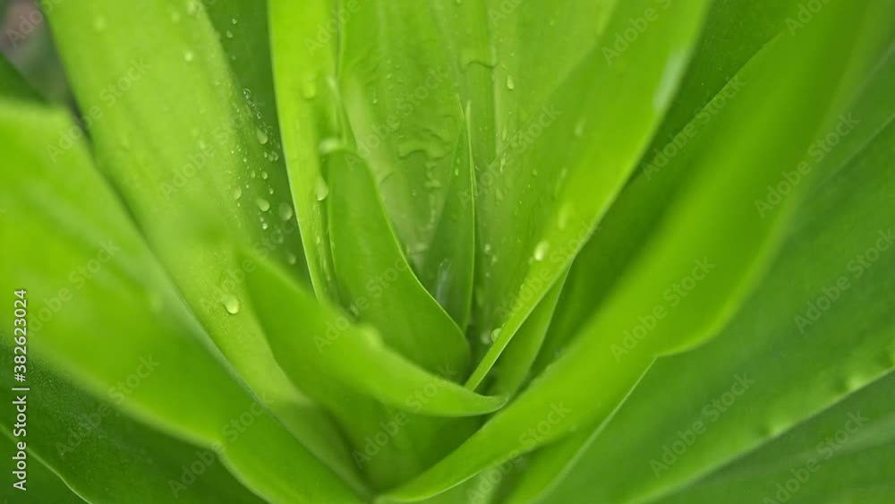 water droplet moving on green leaf and drop to bottom. abstract background. water droplet moving on green leaf and drop to bottom. abstract background.