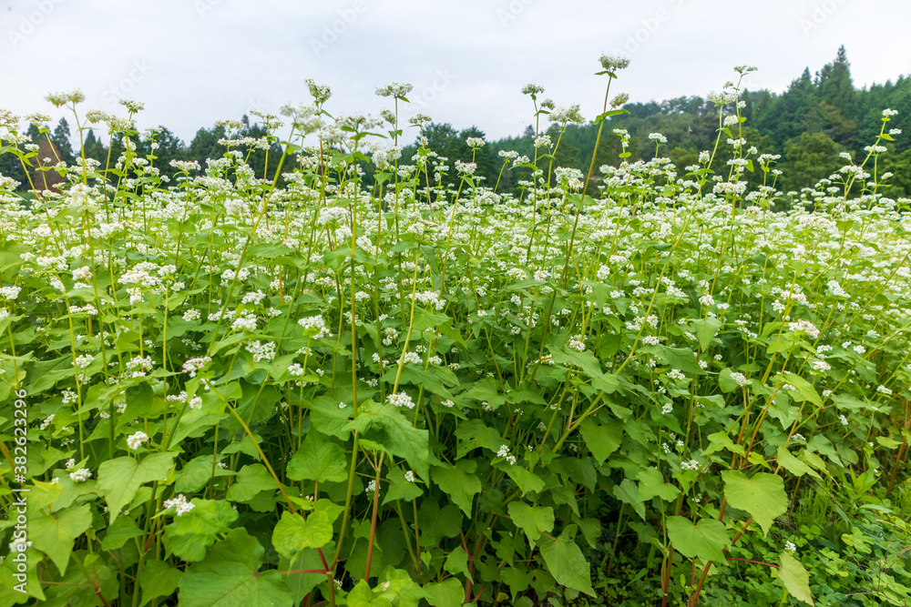 蕎麦の花